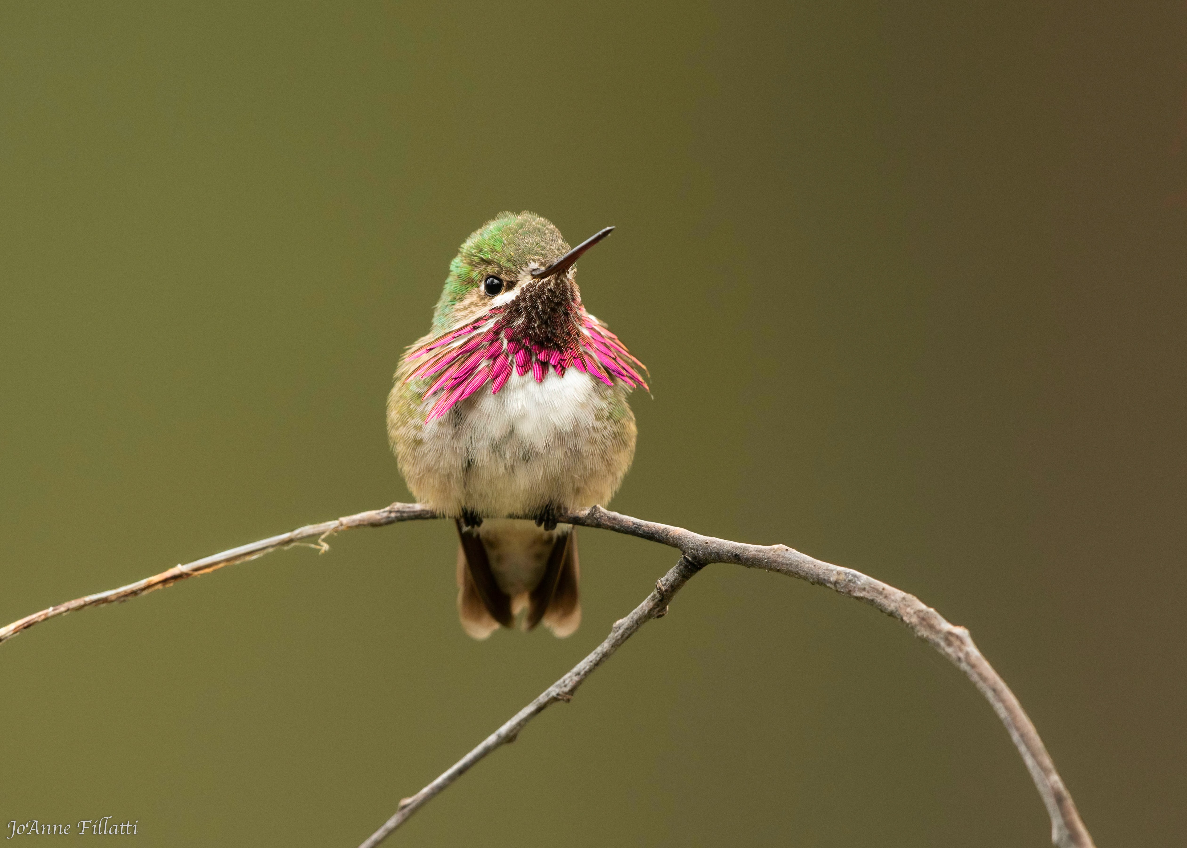 bird of California image 2